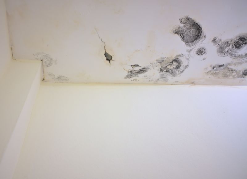 Attic Mold Remediation in Broward County, FL
