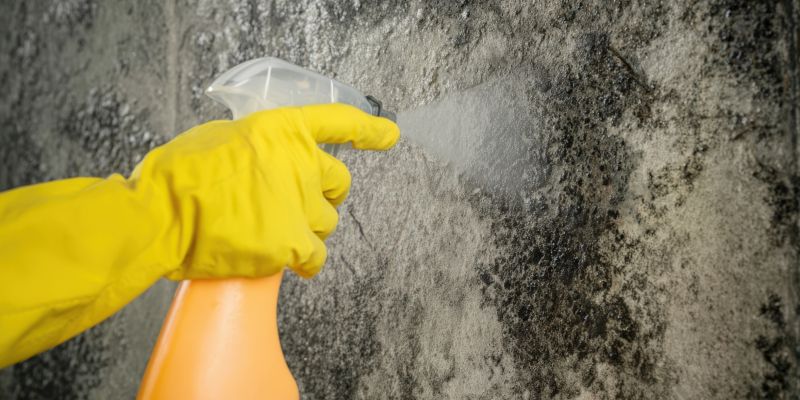 Basement Mold Removal in Jupiter, FL