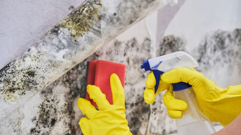 Crawl Space Mold Removal in Essex County, NJ