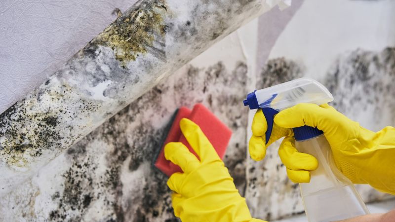 Mold Control in Boca Raton, FL