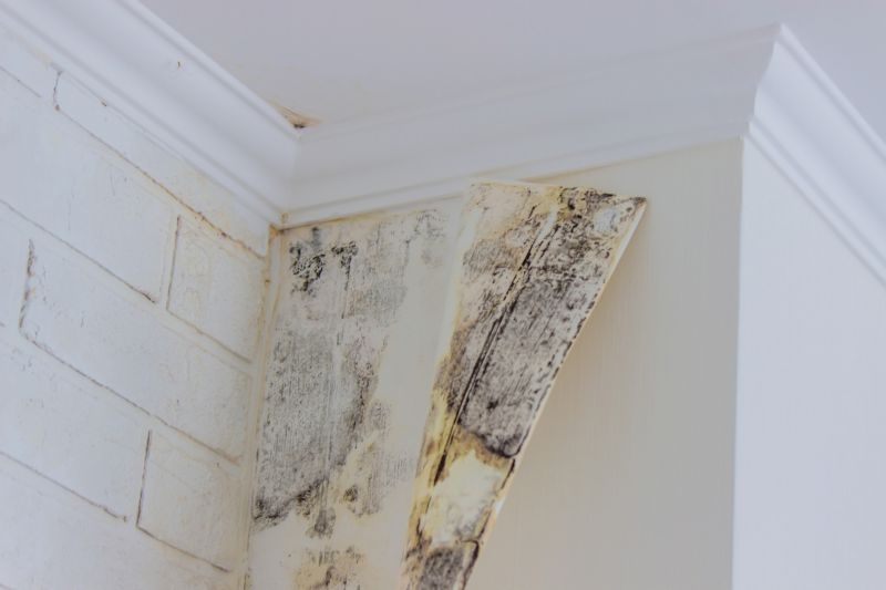 Mold Treatment Service in Broward County, FL