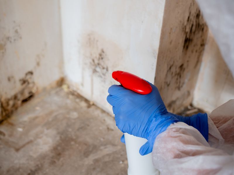 Attic Mold Remediation in Fort Lauderdale, FL